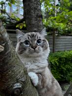 Ragdoll zoekt vrouwtje!!!!, Ophalen of Verzenden