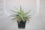 agave xylonacantha, Huis en Inrichting, Kamerplanten, Vetplant, Ophalen of Verzenden, Minder dan 100 cm, Volle zon