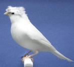 Gezocht Kuif Man, Dieren en Toebehoren, Vogels | Kanaries, Mannelijk, Kleurkanarie