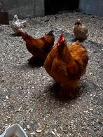 Cochin kriel broedeieren!, Dieren en Toebehoren, Pluimvee, Geslacht onbekend, Kip