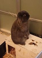 Ram langoordwerg 6 maand, Mannelijk, Dwerg, Hangoor, 0 tot 2 jaar