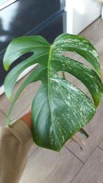 Gewortelde stek Monstera deliciosa variegata, Overige soorten, Minder dan 100 cm, Ophalen of Verzenden, Halfschaduw