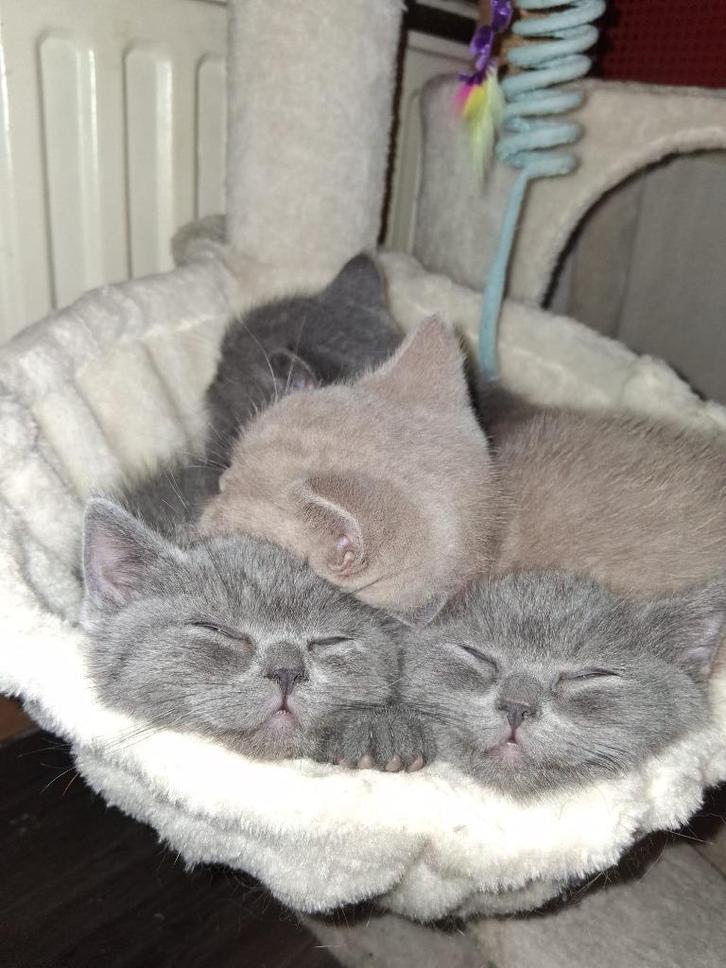 Britse korthaar kittens, Dieren en Toebehoren, Katten en Kittens | Raskatten | Korthaar, Meerdere dieren, 0 tot 2 jaar, Ontwormd