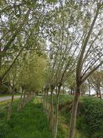 Knotwilgen, Tuin en Terras, Planten | Bomen, Ophalen, Overige soorten