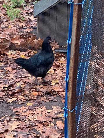 Enkele mooie groenleggers te koop 5 mnd beschikbaar voor biedingen