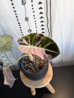 Alocasia Black Velvet pink variegata - knol, Ophalen of Verzenden, Halfschaduw, Minder dan 100 cm