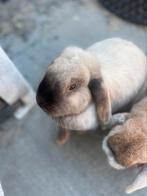 NHD koppeltje, 2 jaar oud, incl. binnen-, buitenhok en ren, Dieren en Toebehoren, Konijnen, Meerdere dieren, Dwerg, Hangoor, 0 tot 2 jaar