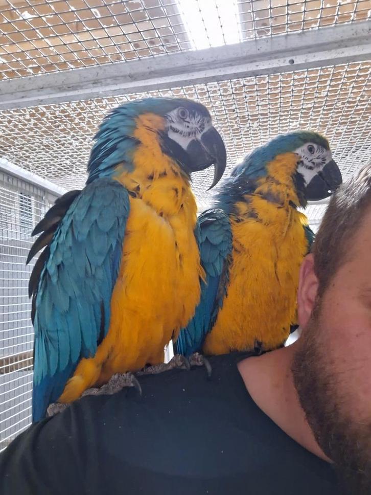 Tamme blauwgele ara's., Dieren en Toebehoren, Vogels | Parkieten en Papegaaien, Papegaai, Mannelijk, Tam, Geringd