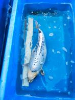 Koi net geen 40 cm vrouwtje. Desgewenst bezorgd aan huis, Karper of Koi