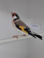 Putters, Dieren en Toebehoren, Vogels | Overige Vogels, Meerdere dieren, Wildzangvogel, Geringd