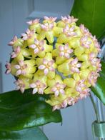 Hoya EPC972, Ophalen, Overige soorten, Halfschaduw, Minder dan 100 cm