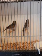 Koppel mexicaanse roodmussen, Meerdere dieren
