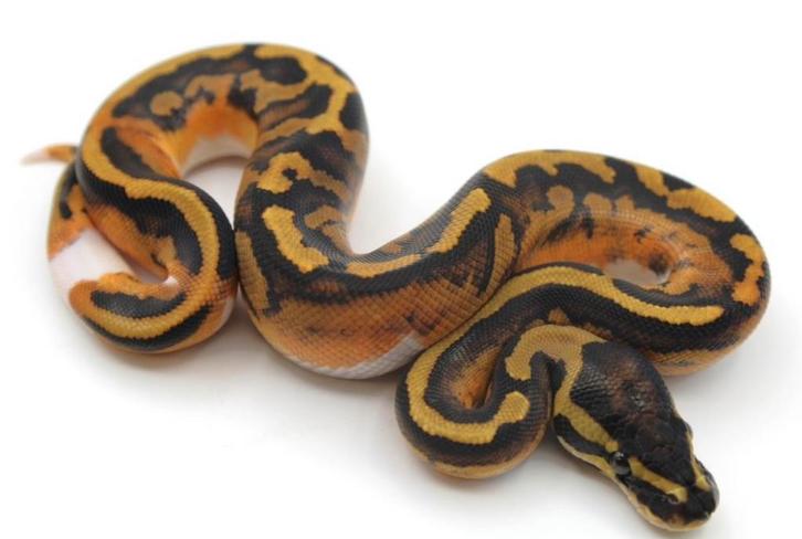Koningspython man (Orange Dream) Piebald Het Hypo