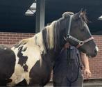 Paint hengst aaEECRnTOTO + merrie smokey black tobiano APHA, Dieren en Toebehoren, Paarden, Gechipt, Hengst, 3 tot 6 jaar, Onbeleerd
