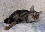Jarela, Sunday, 30-11-21 gered uit een kattencolonie, Kortharig, 0 tot 2 jaar, Poes