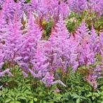 Astilbe Pumila, Tuin en Terras, Ophalen of Verzenden