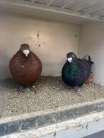 Koppel laudino, Meerdere dieren, Postduif