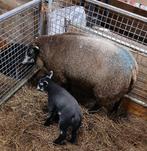 Schaap met lam, Dieren en Toebehoren, Vrouwelijk, Schaap