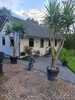 Yucca's ( Olifantpoot), Volle zon, Ophalen, Overige soorten, Bloeit niet
