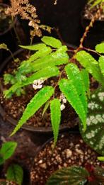 Begonia pteridiformis Groene vorm Thailand prachtige plant!, Ophalen of Verzenden, Overige soorten, Halfschaduw, Minder dan 100 cm