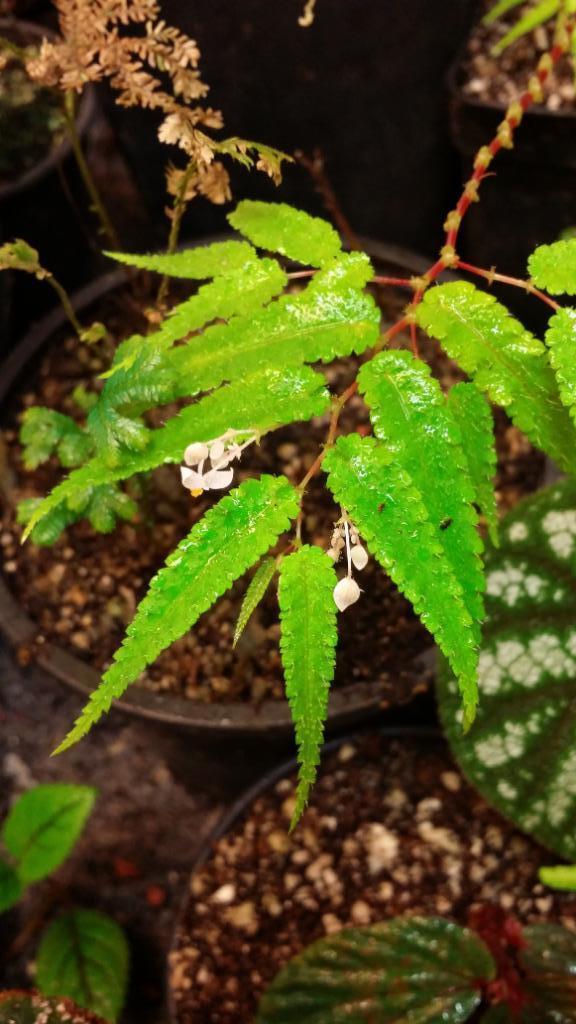 Begonia pteridiformis Groene vorm Thailand prachtige plant!, Huis en Inrichting, Kamerplanten, Overige soorten, Minder dan 100 cm