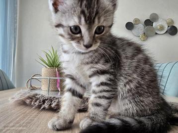 Mooie kleine kitten