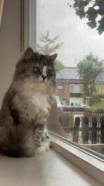 Perzische lang haar dekkater (niet te koop), Dieren en Toebehoren, Katten en Kittens | Dekkaters, 0 tot 2 jaar