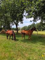 Gratis paardenmest, Dieren en Toebehoren, Stalling en Weidegang