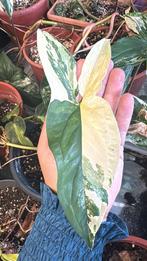 Syngonium Albo Variegata Zeldzame stekjes, Huis en Inrichting, Kamerplanten, Overige soorten, In pot, Minder dan 100 cm, Groene kamerplant