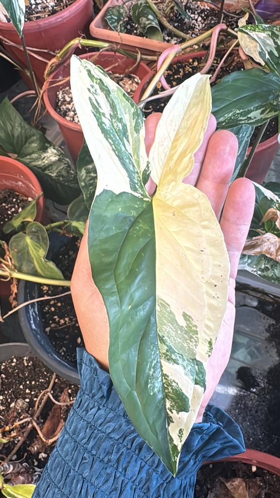 Syngonium Albo Variegata Zeldzame stekjes, Huis en Inrichting, Kamerplanten, Overige soorten, Minder dan 100 cm, Groene kamerplant