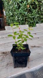 Fuchsia winterhard, Ophalen, Zomer, Overige soorten, Halfschaduw