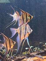 5 x altum Orinoco F1, Vis