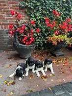 Schitterende Raszuivere friese stabij pups, Dieren en Toebehoren, Rabiës (hondsdolheid), Overige rassen, 8 tot 15 weken, Meerdere