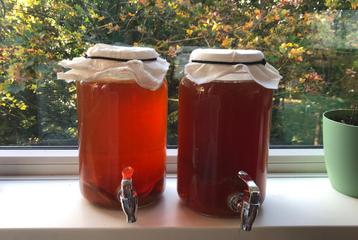Kombucha-starter. Gratis of wat je ervoor wilt geven beschikbaar voor biedingen