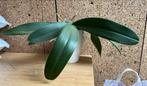 Orchidee in rust, Ophalen, Overige soorten, Minder dan 100 cm