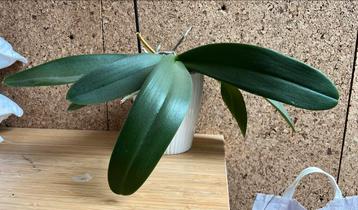 Orchidee in rust beschikbaar voor biedingen