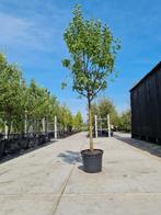 Diverse soorten fruitbomen, Lente, Appelboom, Volle zon, 100 tot 250 cm