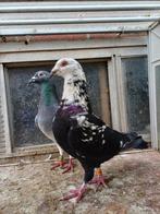 Koppel kleurpostduiven., Dieren en Toebehoren, Meerdere dieren