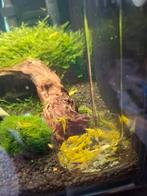 Gele garnalen, Dieren en Toebehoren, Vissen | Aquariumvissen, Kreeft, Krab of Garnaal