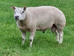 Te Koop Texelaar dekram, Dieren en Toebehoren, Mannelijk, Schaap, 0 tot 2 jaar