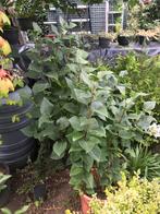 Seringen boom, Ophalen of Verzenden, Zomer, Overige soorten, Volle zon