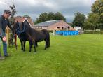 Super mooi span grote maat XL pony's, Merrie, 3 tot 6 jaar