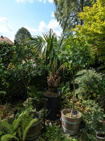 Livistona palmboom beschikbaar voor biedingen