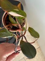 Huiskamerplanten verigata, pink princess, bamboo en meer, Ophalen, Overige soorten, Halfschaduw, In pot