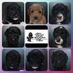 Middenslag poedel pups, Parvo, Overige rassen, 8 tot 15 weken, Meerdere