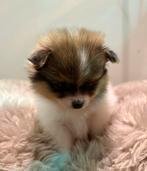 Rasechte pomeriaan teefje pup, Dieren en Toebehoren, Honden | Chihuahua's en Gezelschapshonden, Parvo, Overige rassen, 8 tot 15 weken