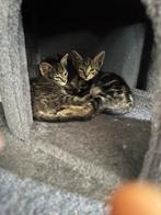 ‍ cat, Dieren en Toebehoren, Katten en Kittens | Raskatten | Korthaar, Poes