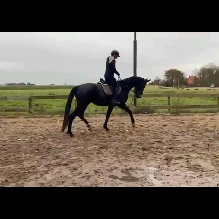 Leuke 3 jarige ruin te koop, Dieren en Toebehoren, Paarden, Ruin, 3 tot 6 jaar