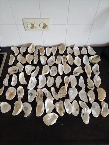 70 x Oesterschelpen maat M (8 cm) gewassen/gespoeld. beschikbaar voor biedingen
