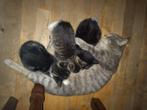 2 lieve kitten katertjes te koop, Dieren en Toebehoren, Katten en Kittens | Overige Katten, Kortharig, 0 tot 2 jaar, Kater